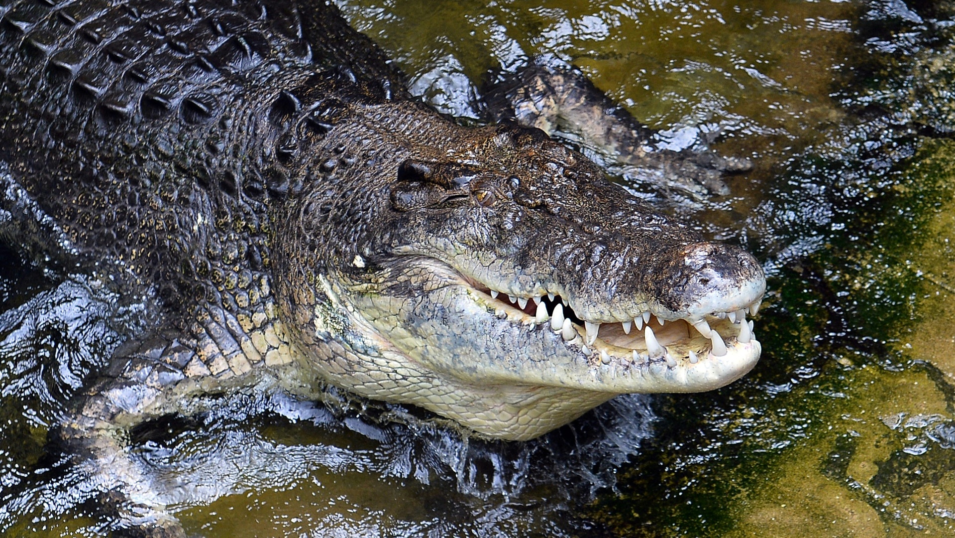 Olympia in Australien: Rudern im Krokodil-Fluss